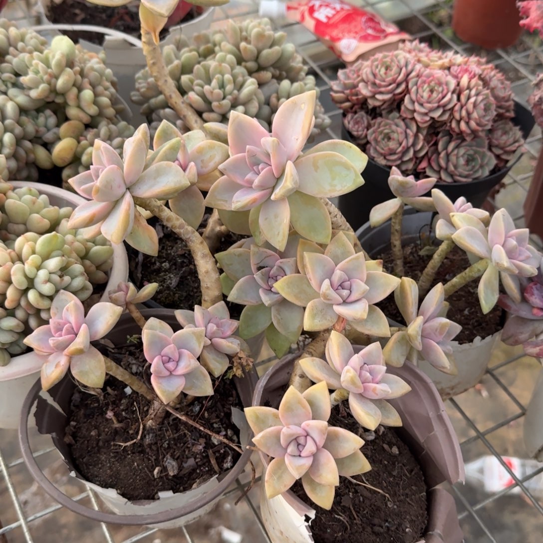 紫雾单头起发四盆