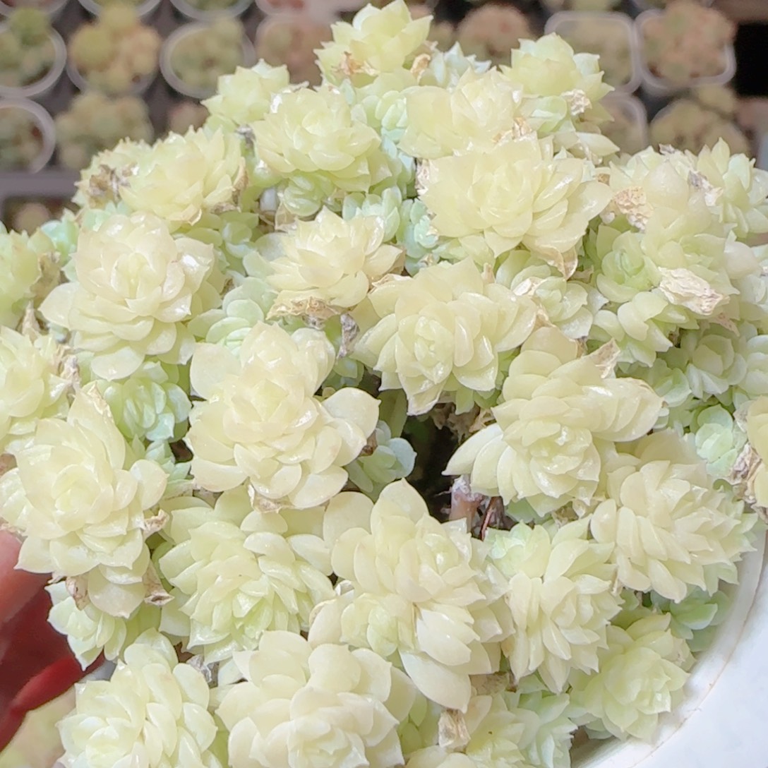 花语逸镜1112-278散