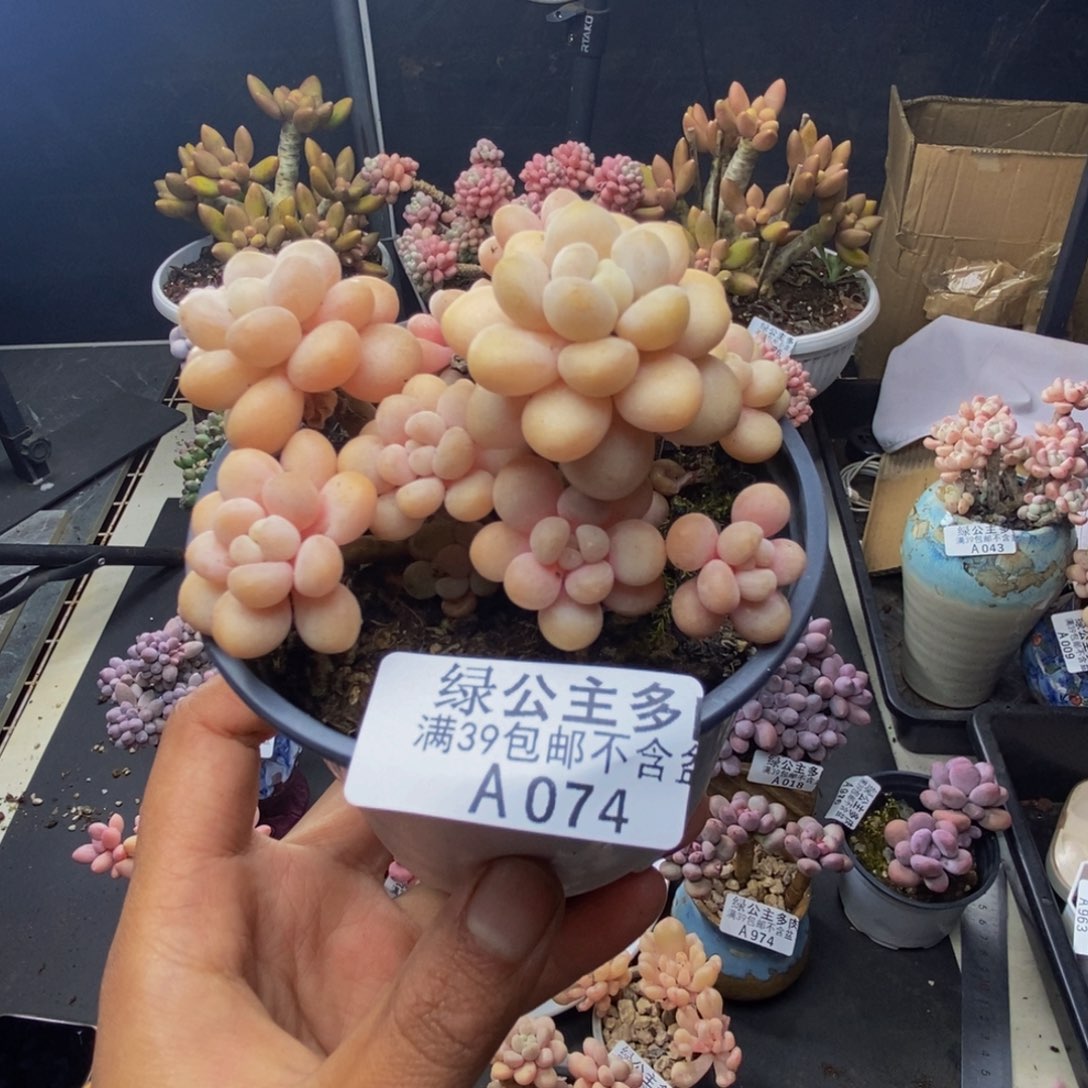 074洛可可多肉7c m