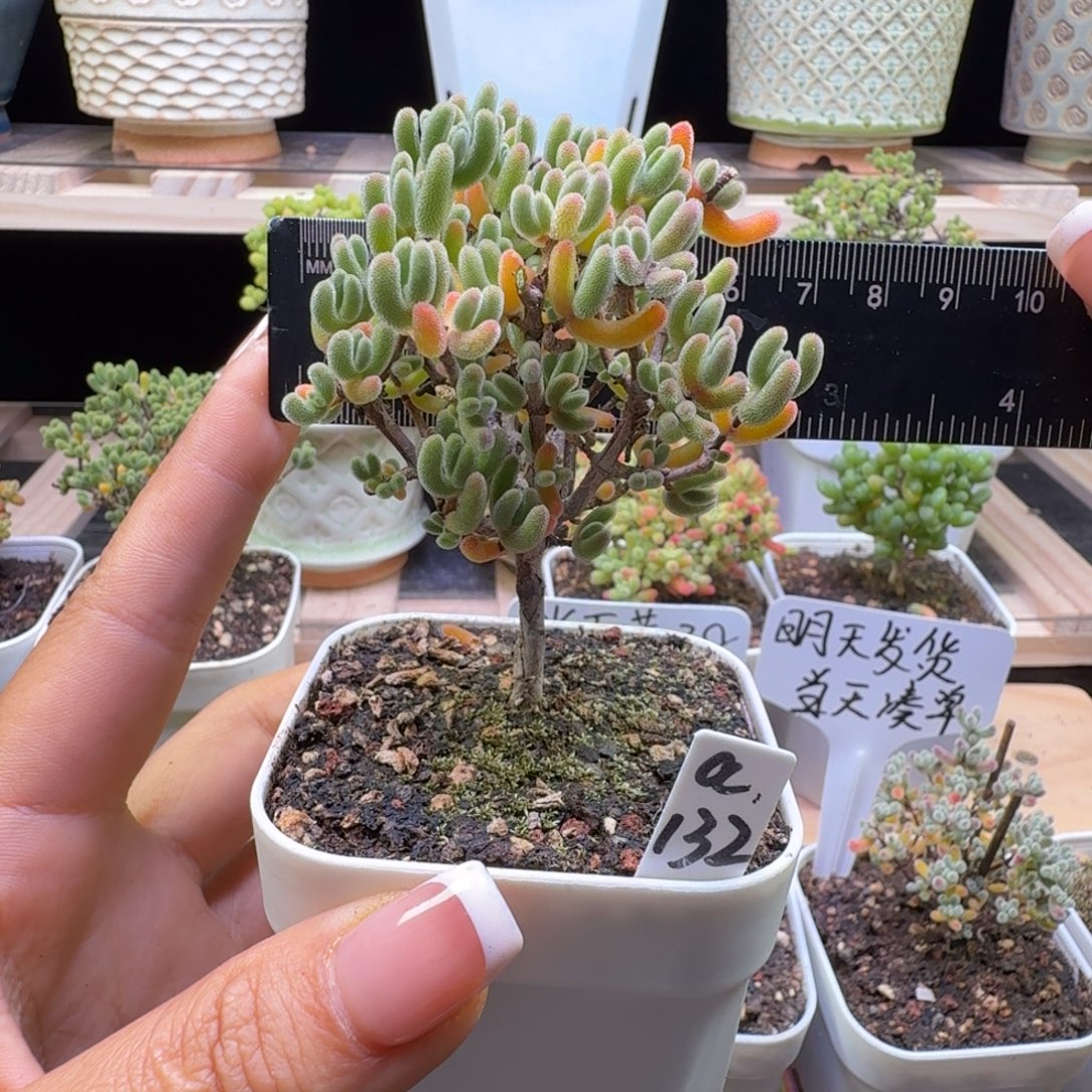 a132号实生红叶老桩冠服6厘米左右