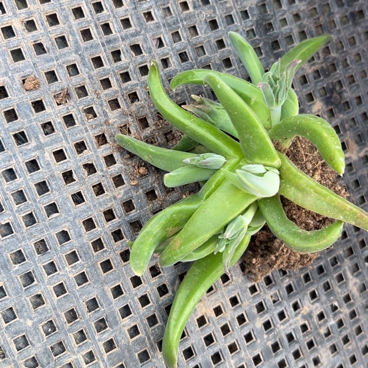 红花佛手，一物一拍