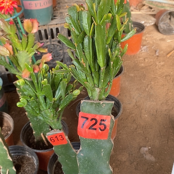 无花朵一***走028/725号