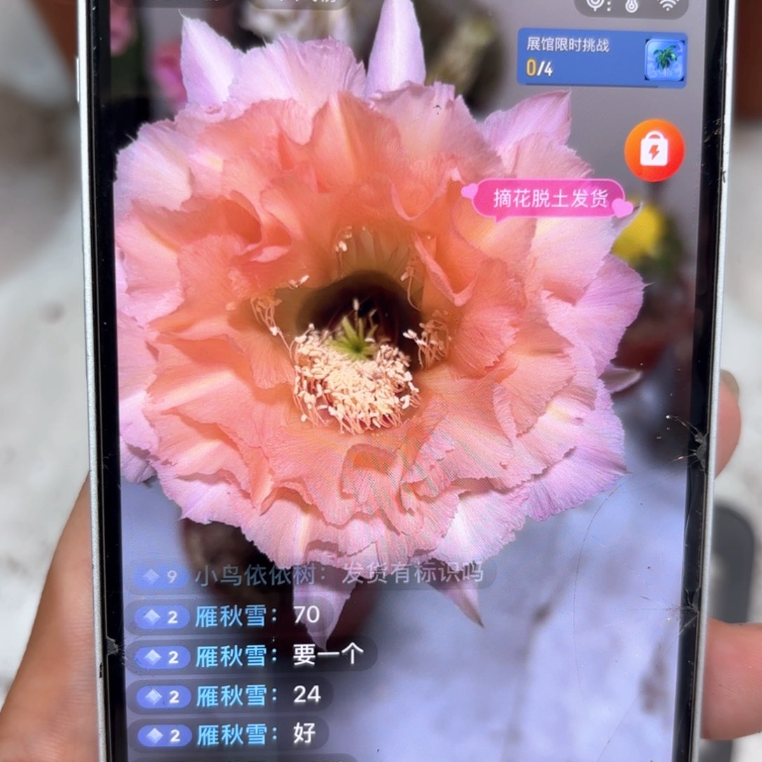 彩草53号6.7公分左右