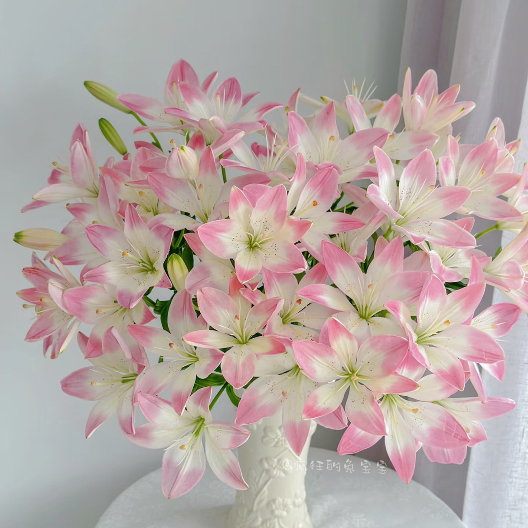 【萌萌哒多头亚百合】（花苞都小）两单发顺丰冷链，0度以下必拍保温棉