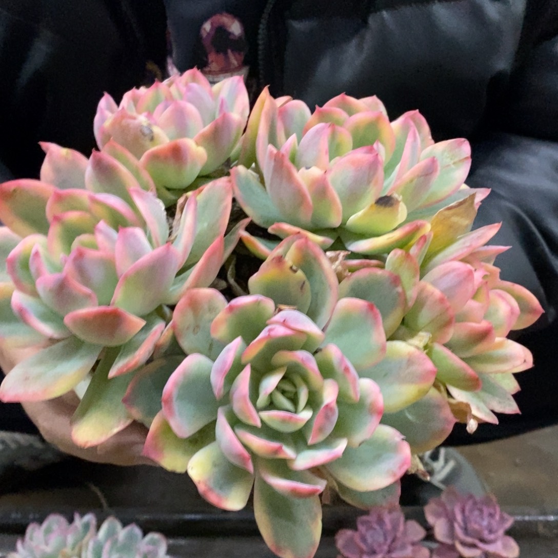 绮罗锦四大头起发