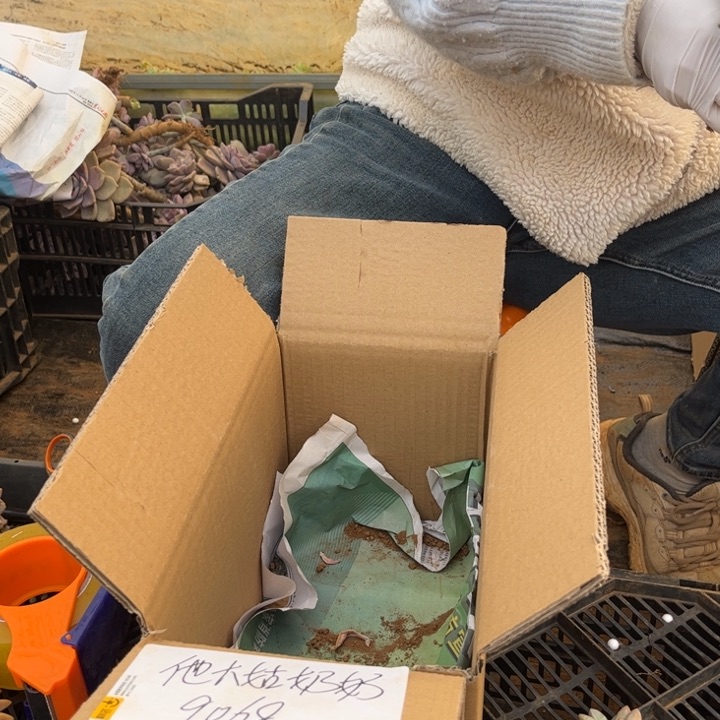 淡雪40公分啊啊啊啊啊啊啊啊啊