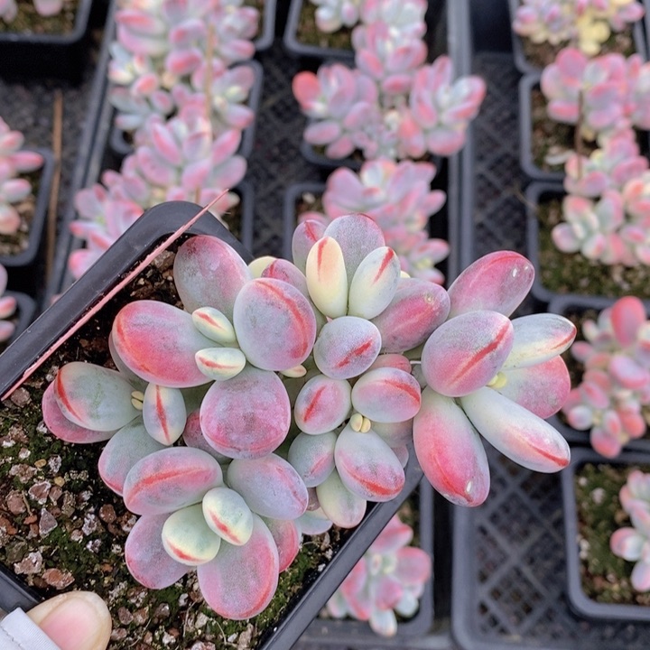 146号福娘锦，无砍。