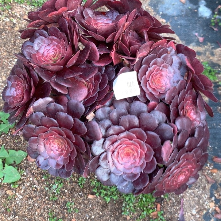 370黑萝莉多肉植物