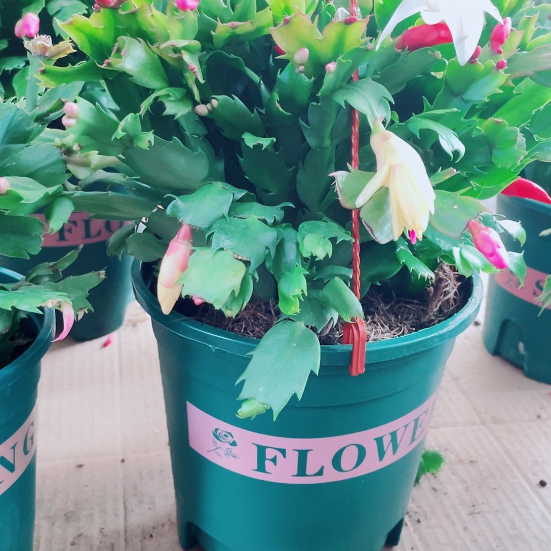 葡***姥无花朵5年桩多色福利