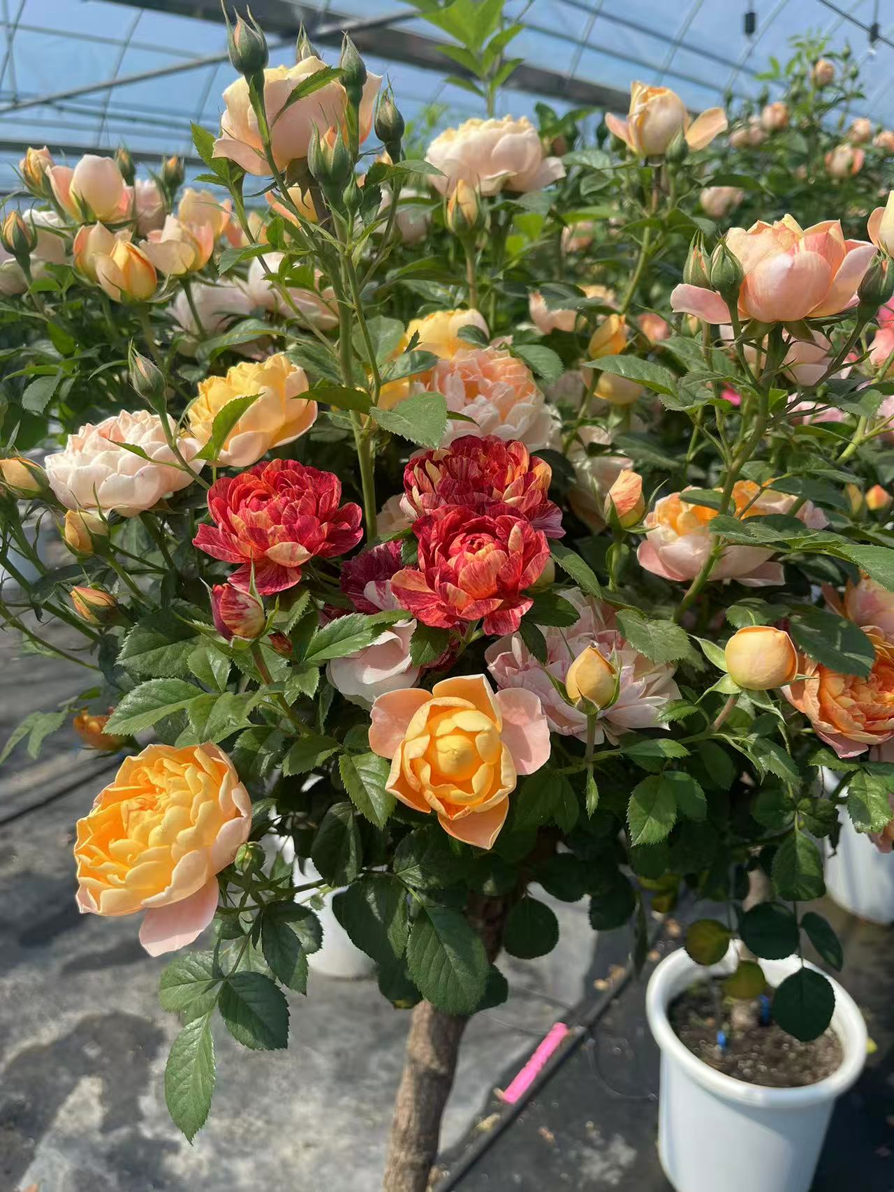 棒棒糖果汁阳台月季树桩四季开花卉浓香多头玫瑰红果汁苗室内盆栽