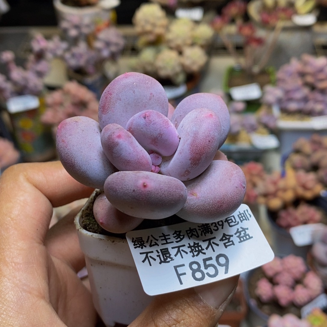 859蛋黄奶多肉4c m