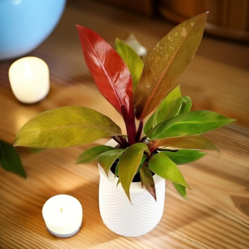 新奇橙色王子蔓绿绒盆栽观叶植物四季常青绿植