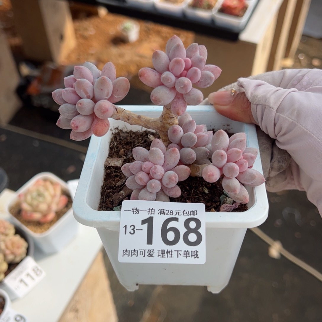 婴儿手指多肉多肉多肉多肉