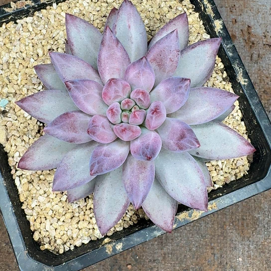 虞美人多肉植物福利