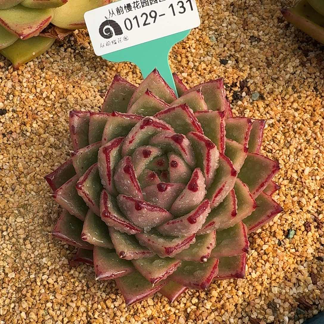 从前慢花园多肉0129-131