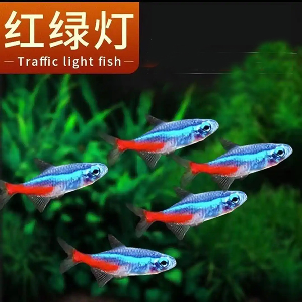 红绿灯鱼小型热带灯科鱼群游淡水观赏鱼活体草缸混养