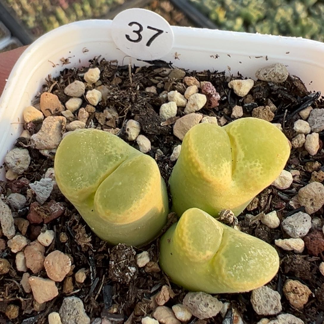 虾***…多肉植物1111111111111