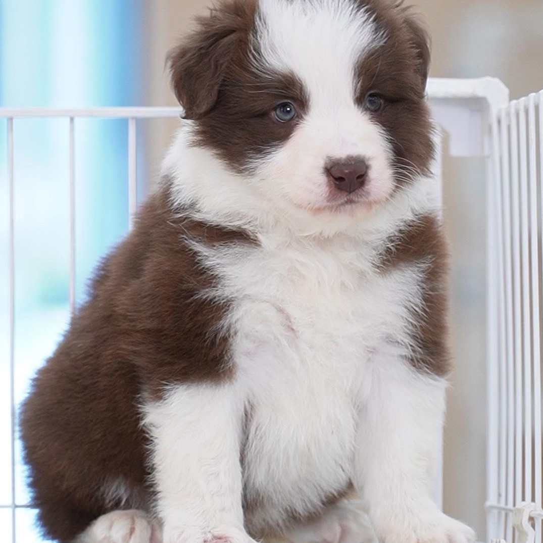 0409拍摄7号咖啡边牧小狗幼犬边境牧羊犬妹妹①4.13②5.13③5.29