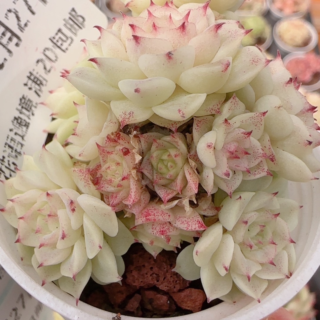 幸***.花语多肉1227-197消耗散