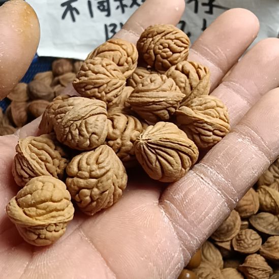 贵***辑桃核吊坠霸王龙17+左右随机发1斤