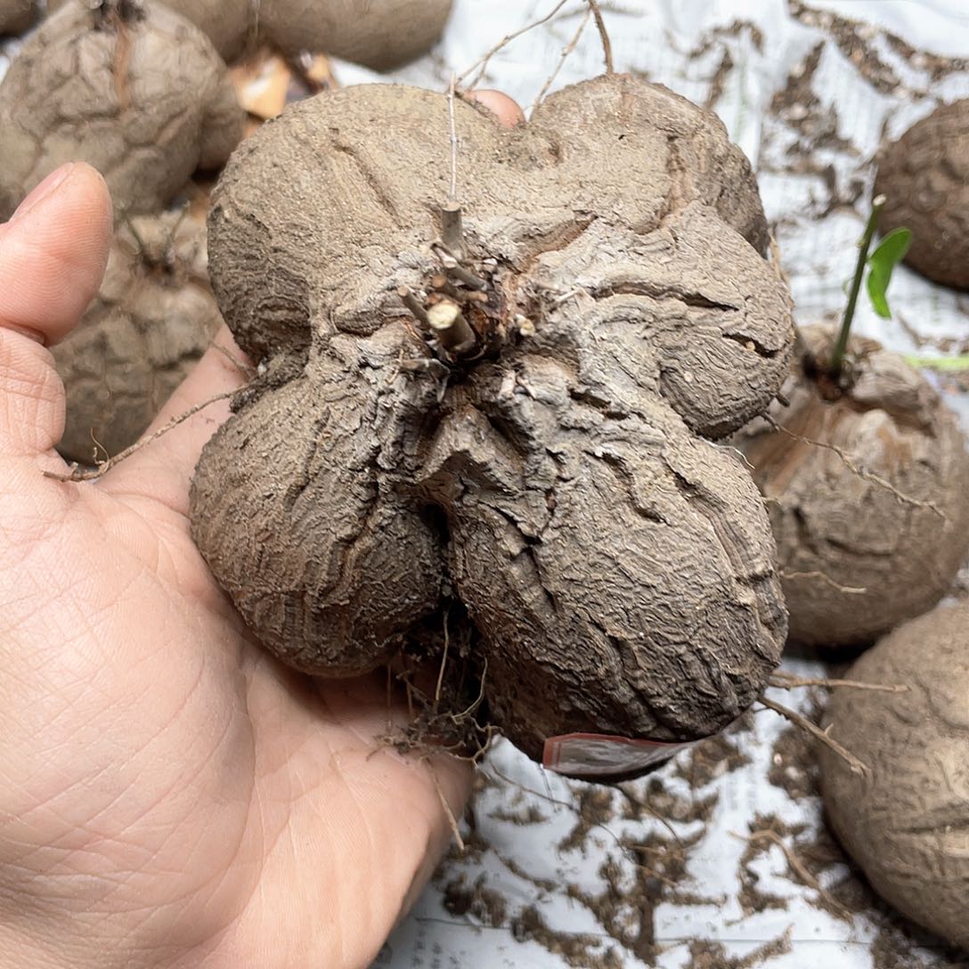 龟甲龙一物一拍2078号12.5cm