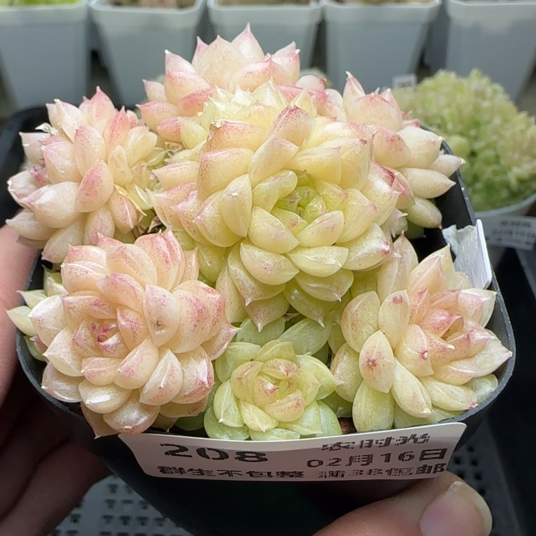 0216-208优选麦秆