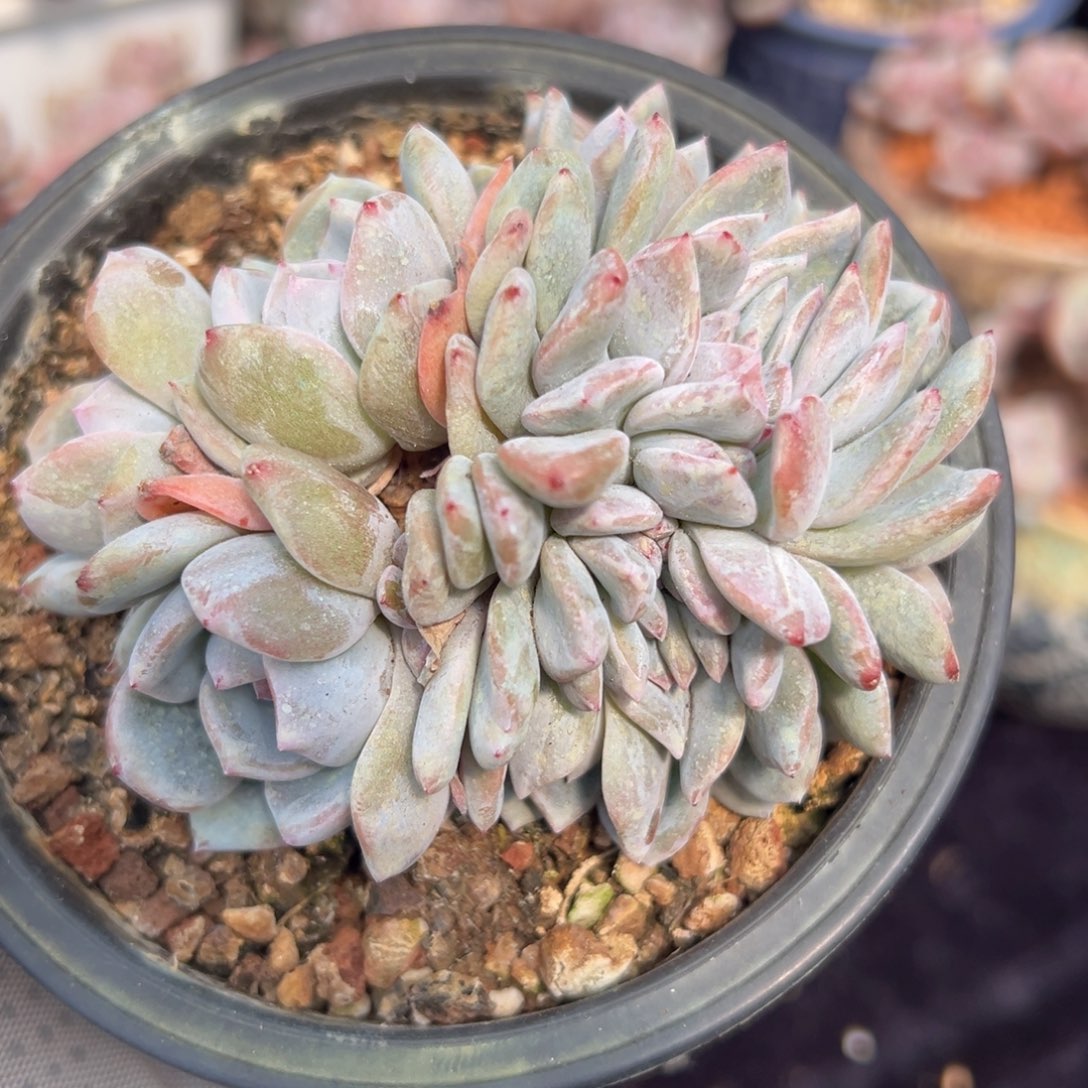 新年快乐 新年快乐