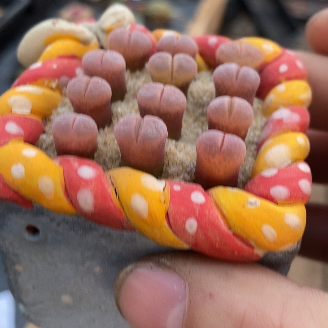 一组三颗白花c10风铃。 
