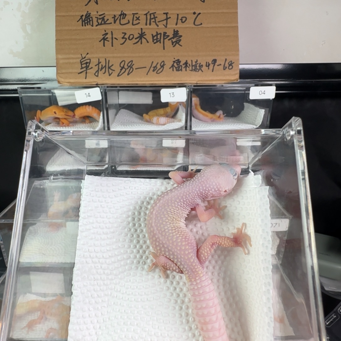 豹纹守宫雪花恶魔白酒妹妹