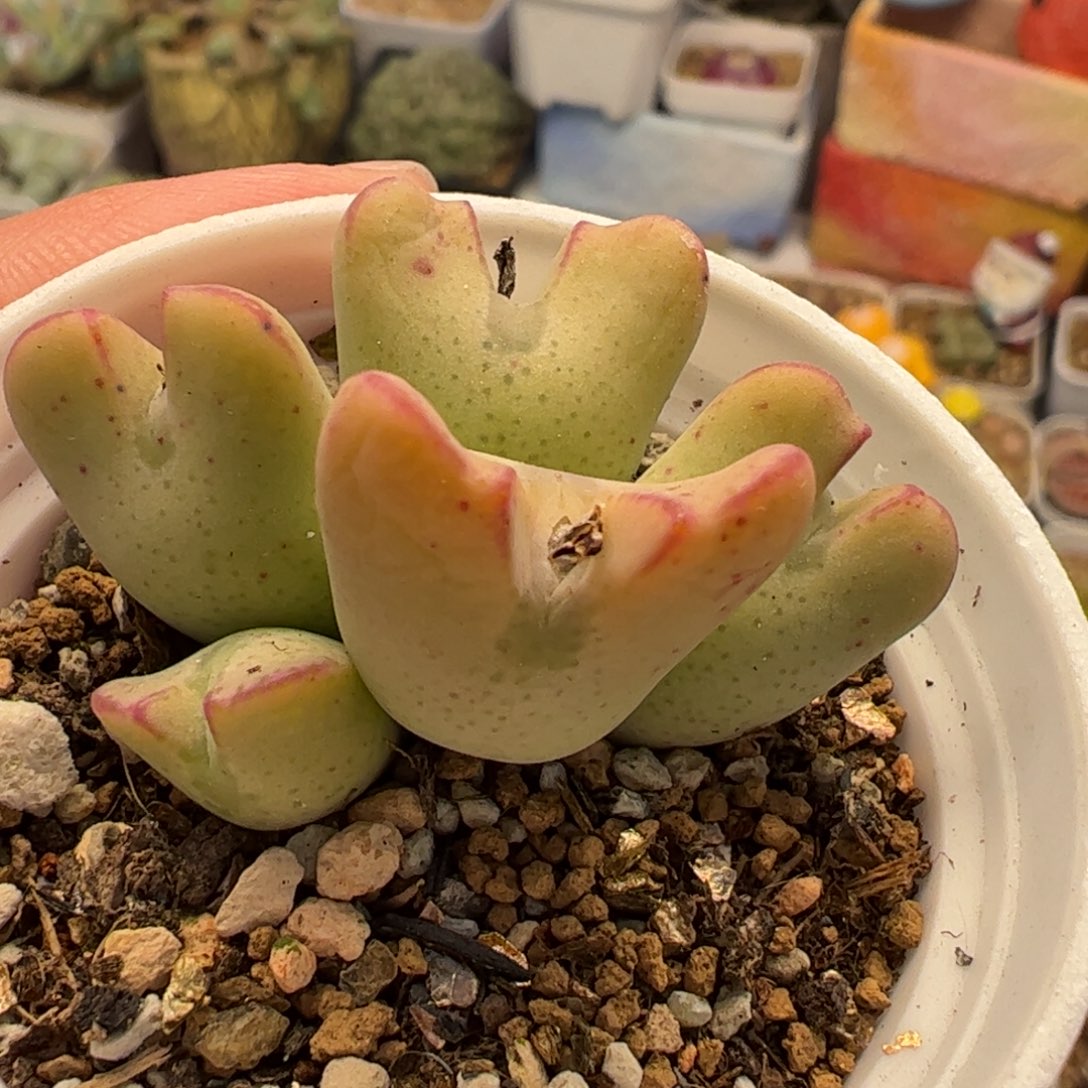 022多肉植物百科