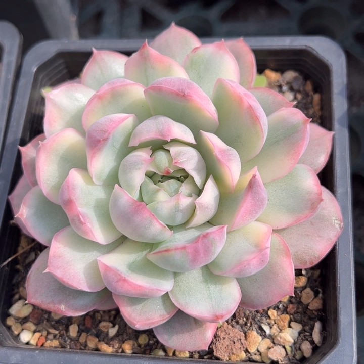 草莓蛋糕锦一物一拍锦龙