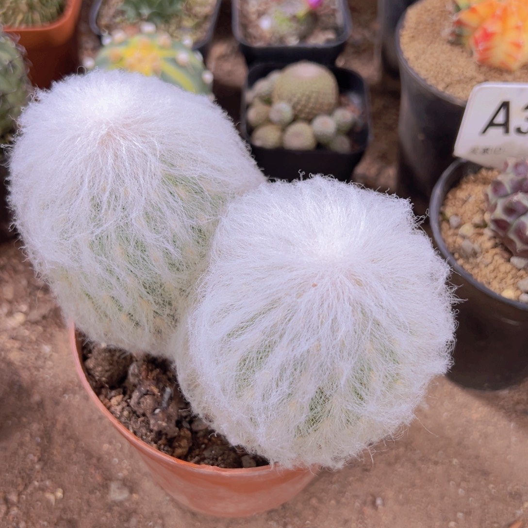 我是一言不合就发疯