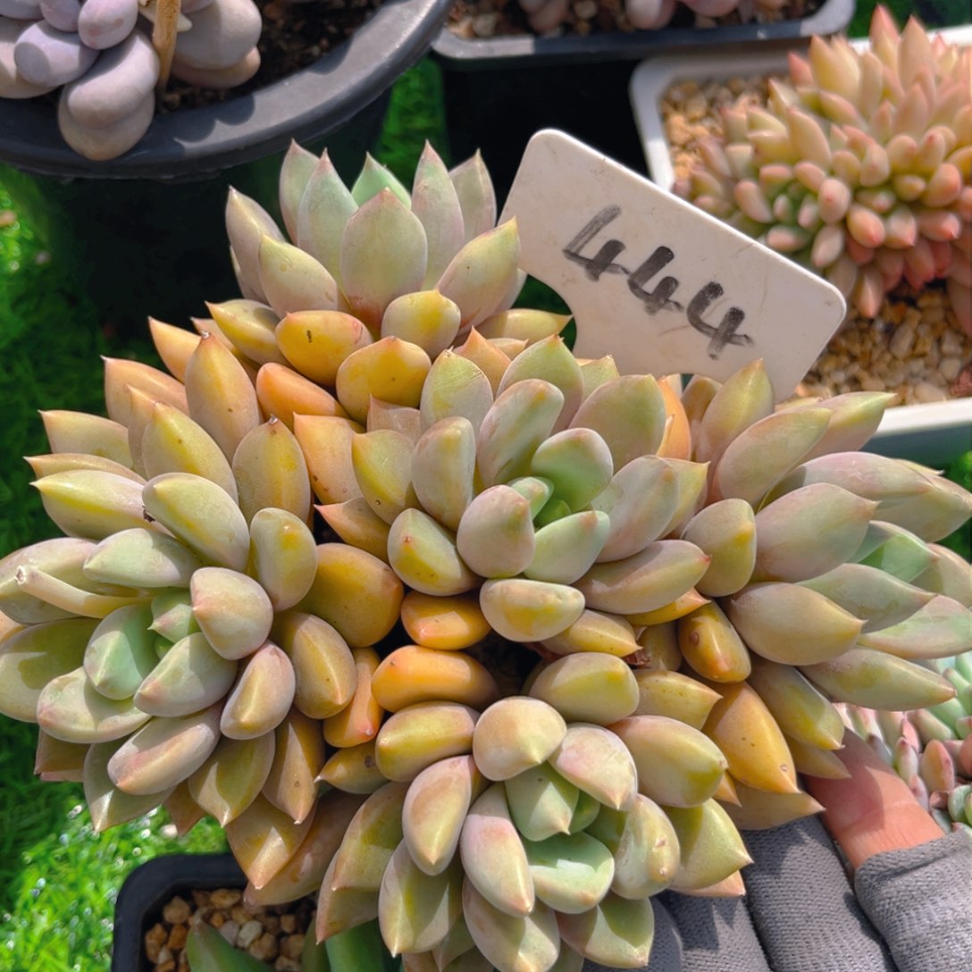 红象牙88tu tu tu tu tu tu t