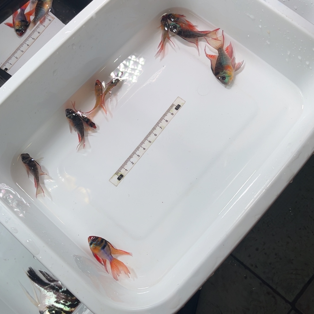 用***3神仙鱼德系河南凤凰三公三母玻璃尾压凤凰两公两母
