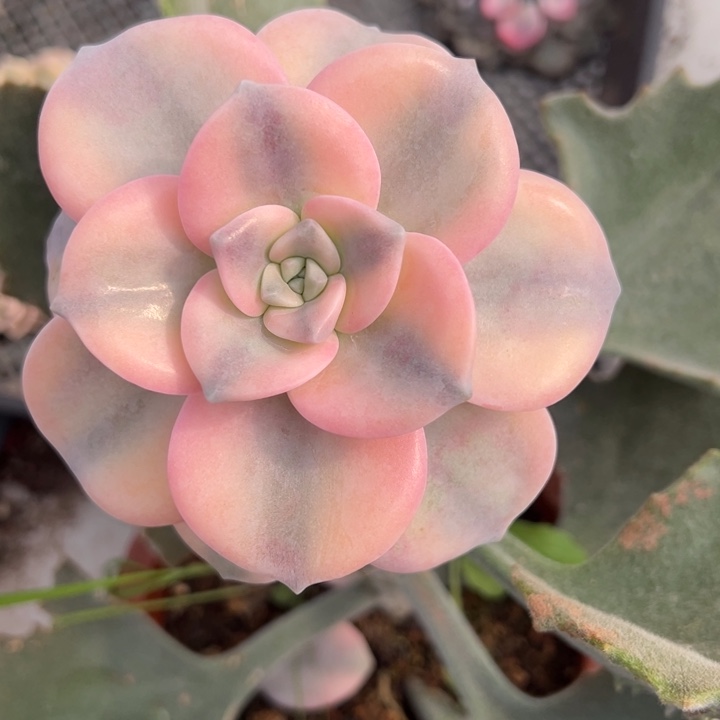 兔***粉紫乐锦一物一拍锦龙