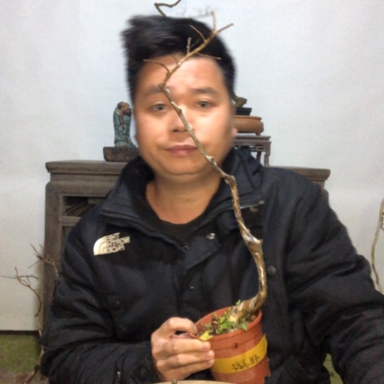 无花朵盆景盆栽（不退不换不包成活率）