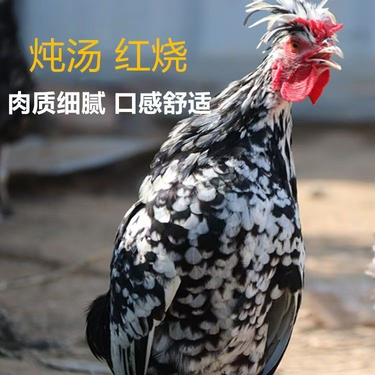 农家五谷散养贵妃鸡新鲜现杀现发真空包装