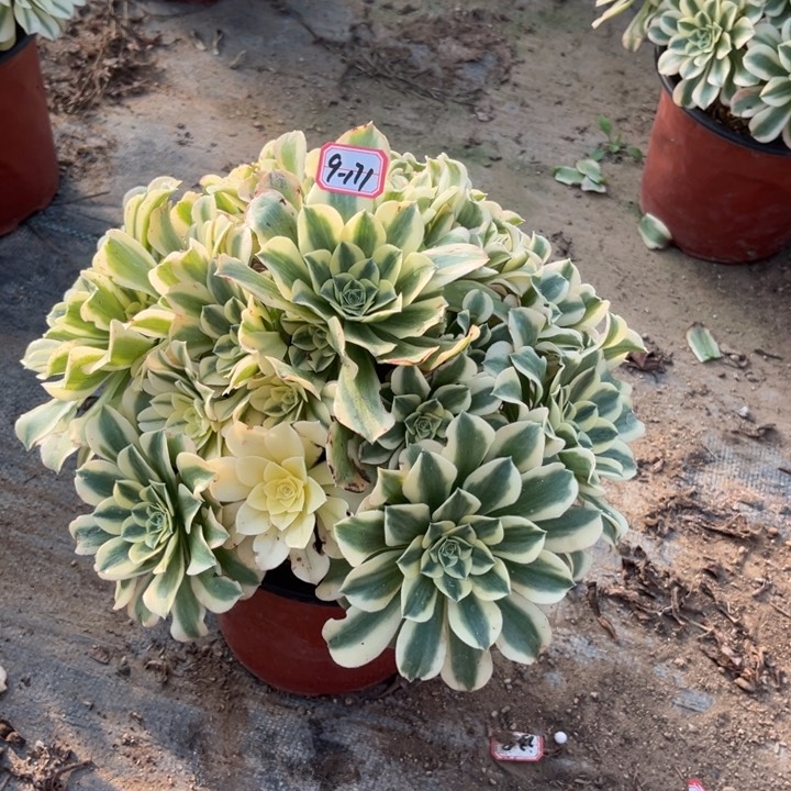 9-171绿豆沙多肉植物