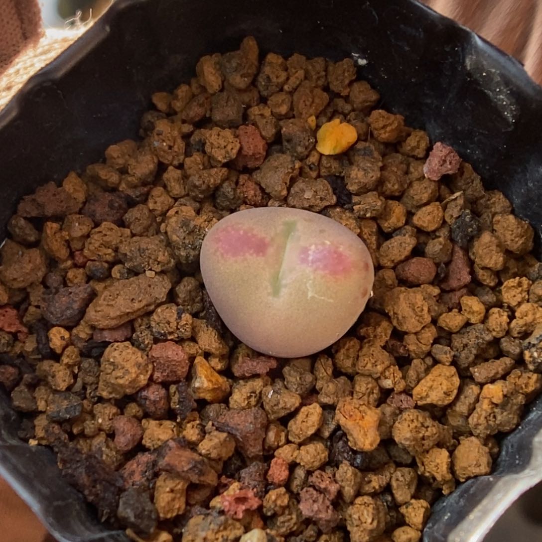 多肉植物肉锥杂交K-147