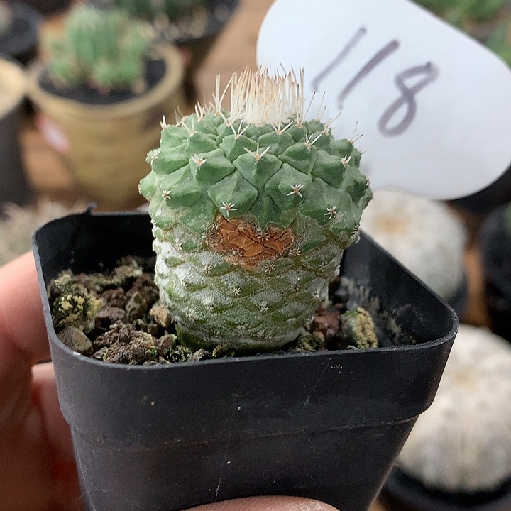 118菊水哈哈哈哈哈哈哈