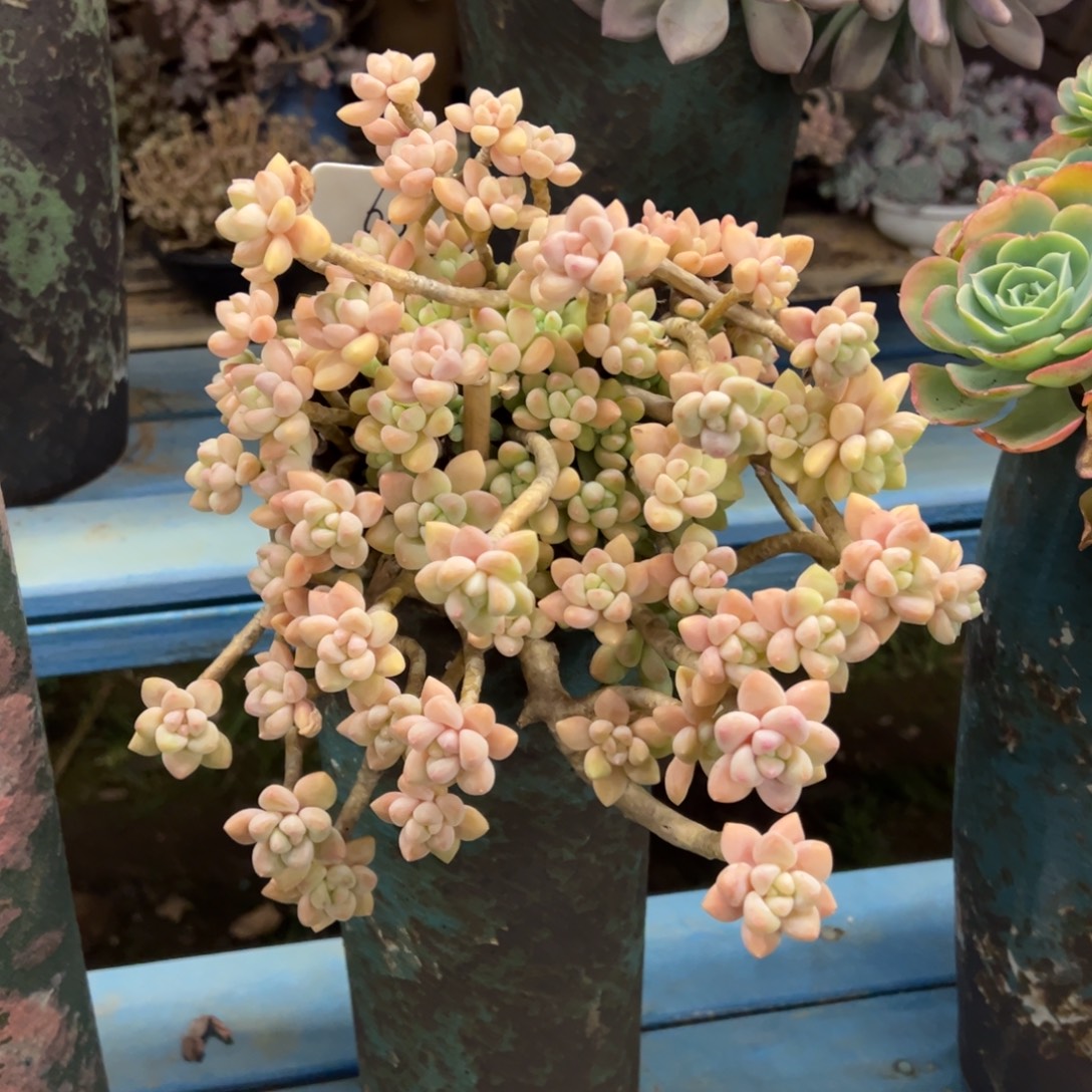 老桩雪酪蛋糕裸肉