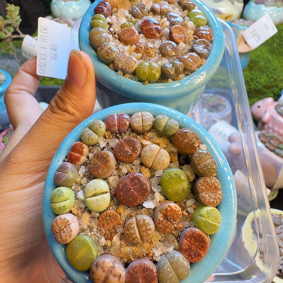 小***球多肉植物福利冲505