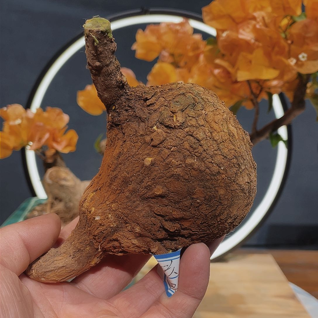 无花朵玖*三角梅岭南盆景桩