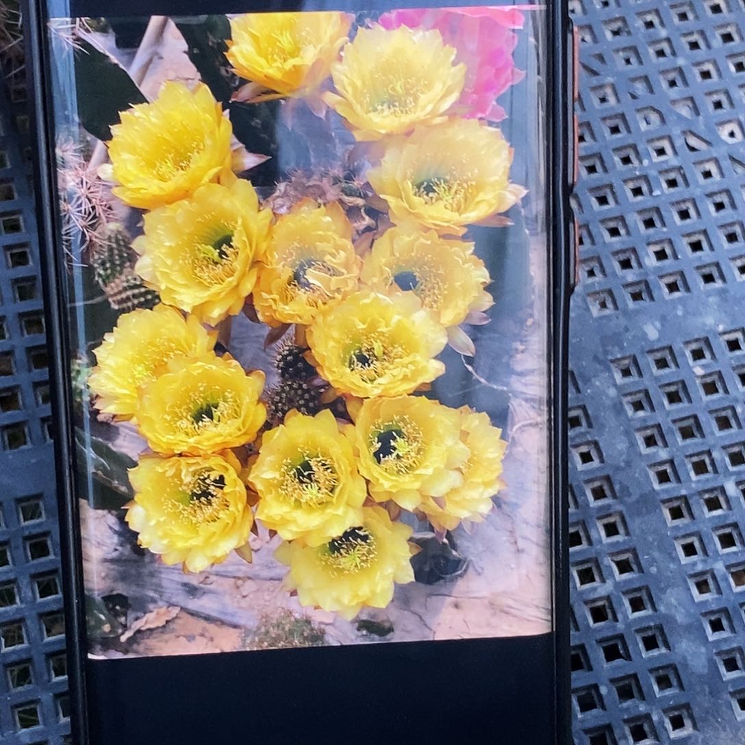 毛 281侧芽歪20包邮/5公分