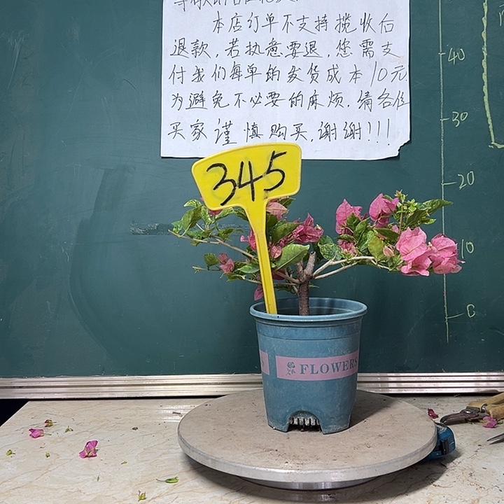 完全开放 斑叶米罗  345