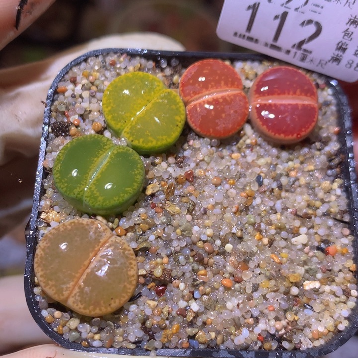 精品生石花222.112