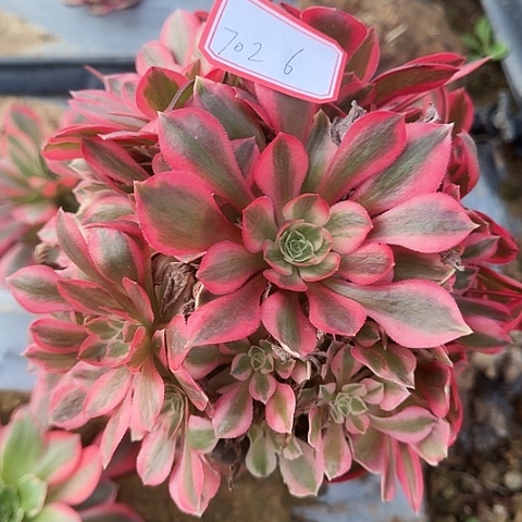 多肉植物粉女妖702