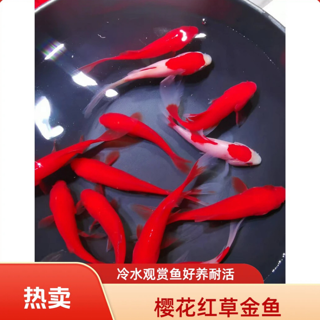 【热卖】红草金鱼3-5cm 冷水观赏鱼耐活好养淡水鱼冷水鱼 全国包邮