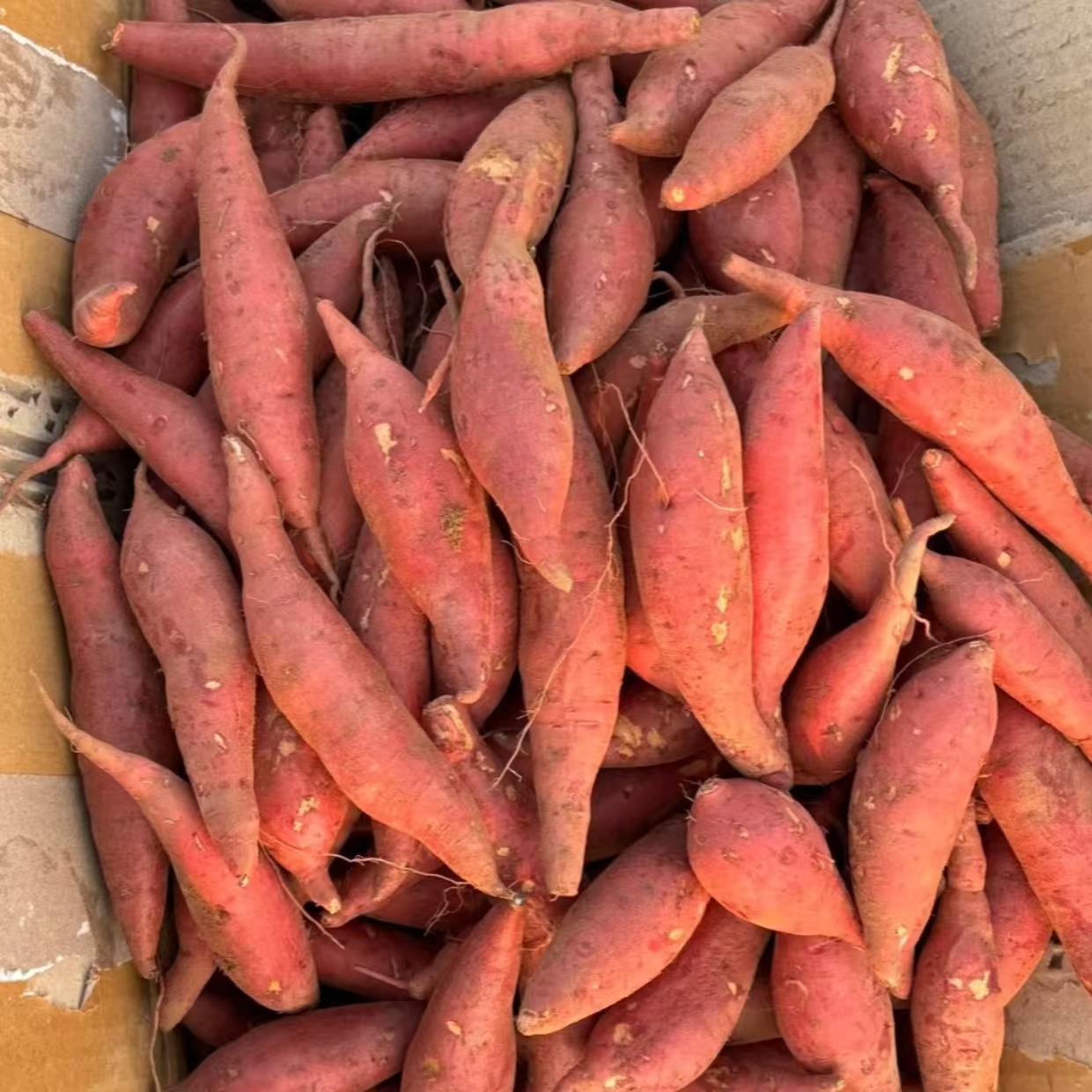 新鲜现挖现发沙地蜜薯西瓜红薯小果拇指红薯