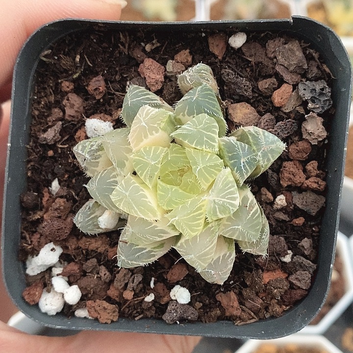 ᝰ***梦十二卷玉露锦冰魄锦